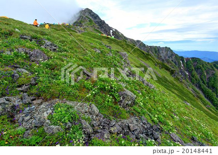 肩の小屋付近のお花畑と北岳山頂方面 20148441