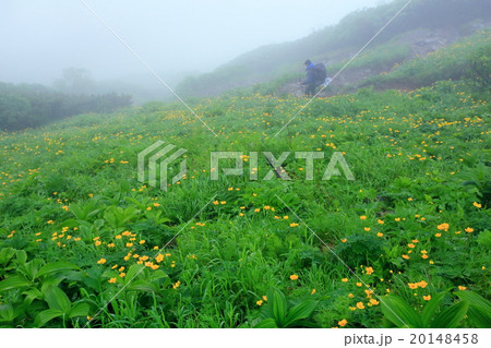 南アルプス・北岳のシナノキンバイ群落 20148458
