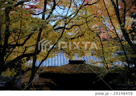 京都高桐院の紅葉 京都高桐院の紅葉 20148459