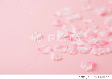 春イメージ　桜 20148622