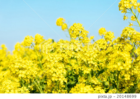 菜の花のクローズアップ 20148699