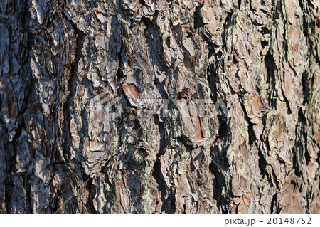 アカマツの樹皮 アカマツの樹皮 20148752