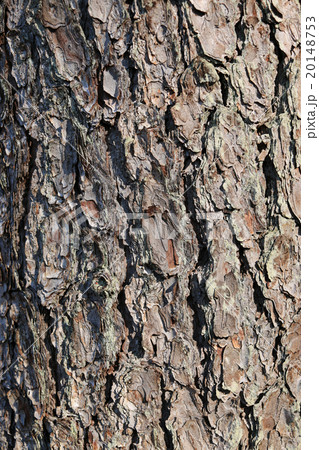 アカマツの樹皮 アカマツの樹皮 20148753