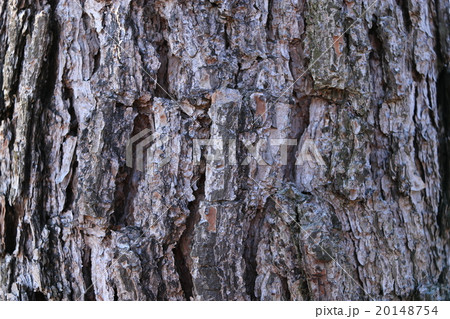 リギダマツの樹皮 リギダマツの樹皮 20148754