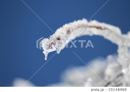 凍りつく 20148966