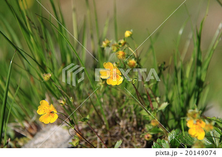 ミヤマキンバイ（唐松岳頂上山荘付近） 20149074