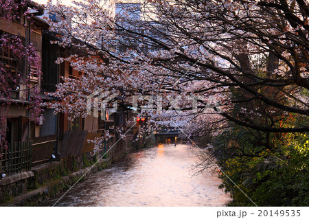 祇園白川のヤマザクラ 20149535