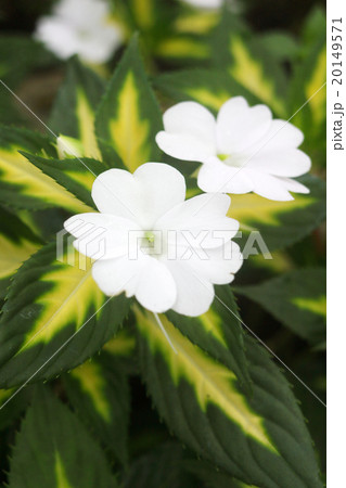 インパチェンス 20149571