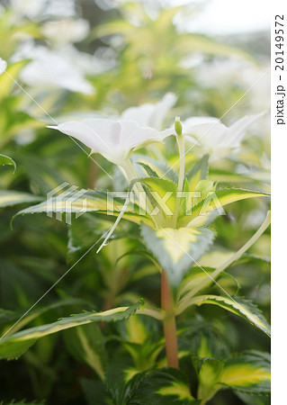 インパチェンス 20149572