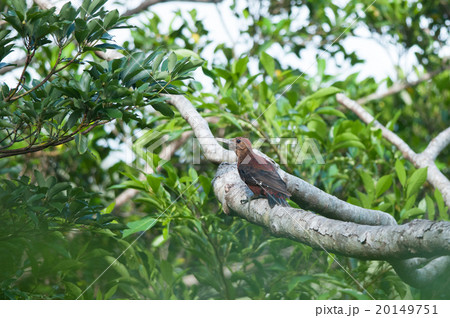 横枝に止まったノグチゲラ 横枝に止まったノグチゲラ 20149751