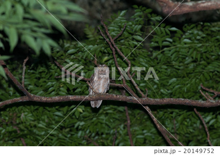 やんばるの森に棲むコノハズク やんばるの森に棲むコノハズク 20149752