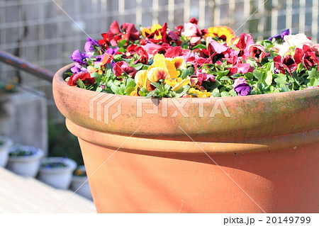 鉢植えのパンジー 20149799
