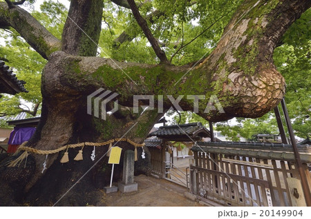 三島神社 薫蓋樟 20149904