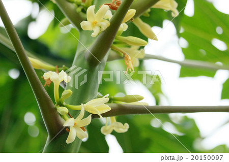 パパイヤの花 20150097