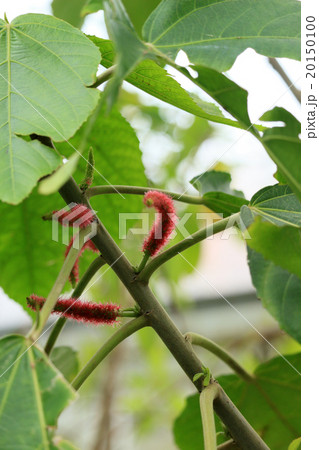 ベニヒモノキの花 20150100