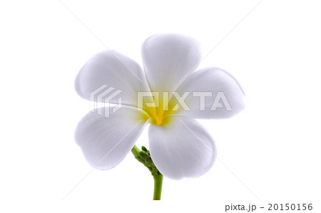 Frangipani or Plumeria isolated on the white  20150156