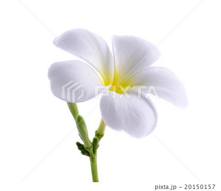 Frangipani or Plumeria isolated on the white  20150157