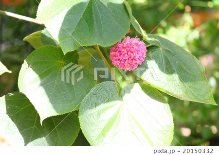 ドンベアの花 20150332