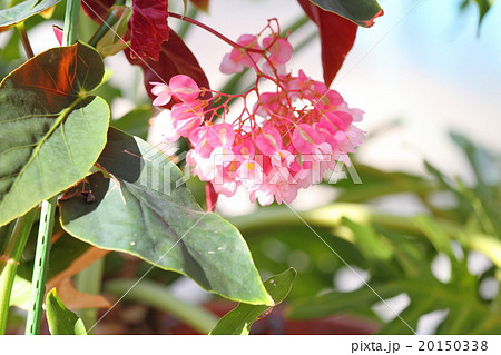 キダチベゴニアの花の写真素材