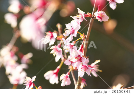 おかめ桜 おかめ桜 20150342