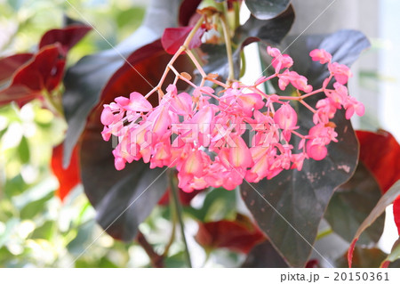 キダチベゴニアの花の写真素材