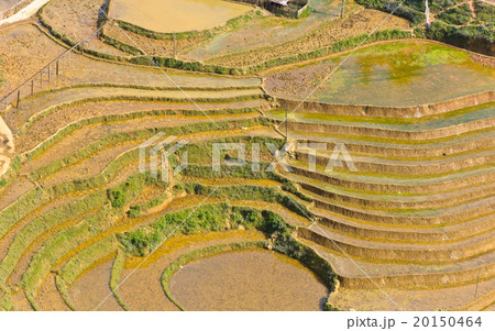 Rice terraced fields Rice terraced fields 20150464
