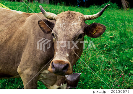 Cows on a meadow in mountains 20150675