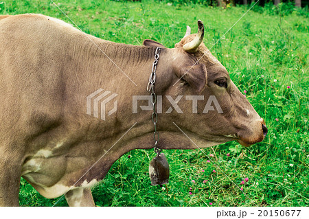 Cows on a meadow in mountains 20150677