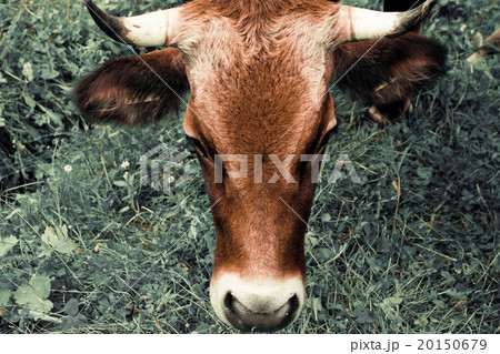Cows on a meadow in mountains 20150679