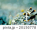 ツノザヤウミウシ 20150778