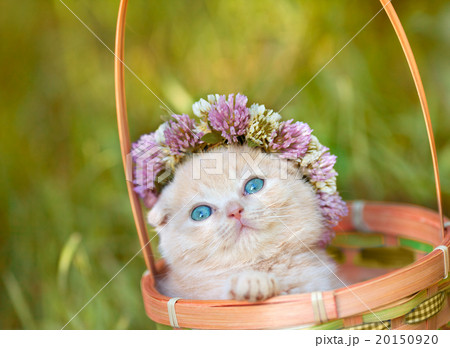 Little kitten crowned with a chaplet of clover  20150920