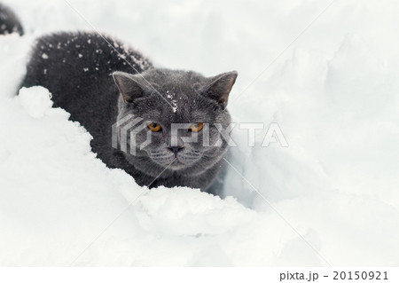 Kitten sitting in deep snow 20150921