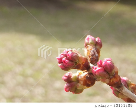 開花間近の桜の蕾　 20151209