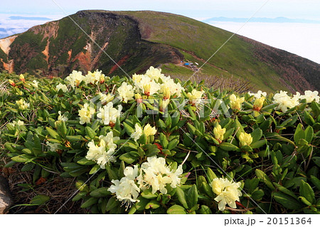 キバナシャクナゲと八ヶ岳連峰 硫黄岳の写真素材