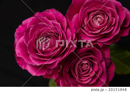 バラ バラ 20151948