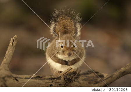 二ホンリス_6262 20152203