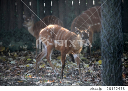 Sitatunga, Tragelaphus spekii Sitatunga, Tragelaphus spekii 20152458
