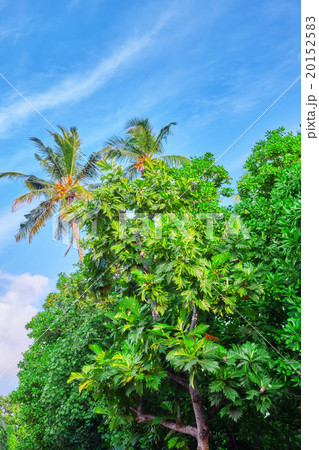 Coconut palms on a tropical island in the Maldives 20152583