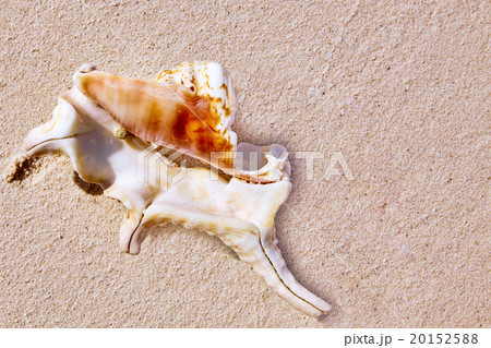 Seashells on the sand in a tropical island 20152588