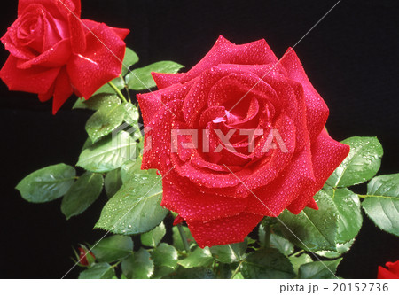 薔薇 薔薇 20152736