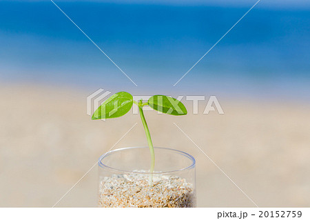 双葉と海　エコイメージ 20152759