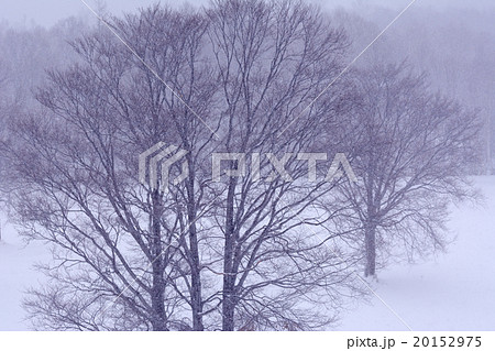 志賀高原の冬景色 20152975