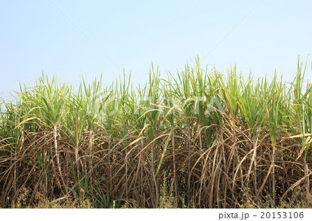 sugarcane plants grow at farmland sugarcane plants grow at farmland 20153106