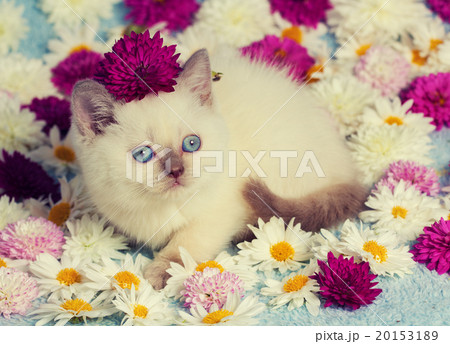 Cute siamese kitten relaxing on the flowers 20153189