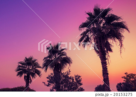 Silhouette of palm trees against pink dawn sky 20153275