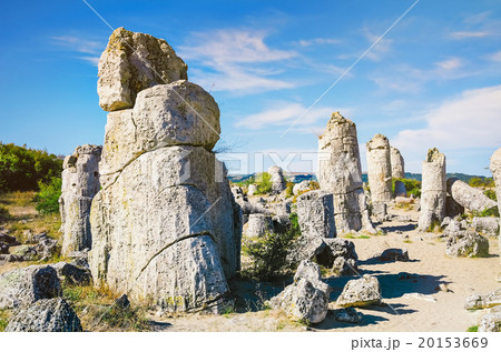 Stone Forest 20153669