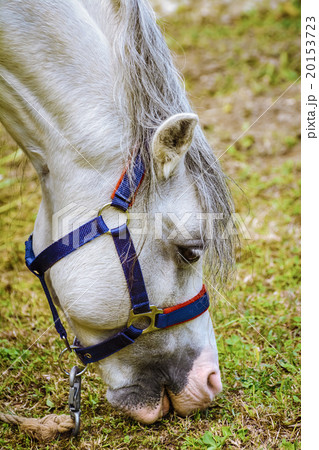 Portrait of Horse Portrait of Horse 20153723