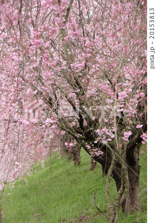 土手に咲くシダレザクラ 土手に咲くシダレザクラ 20153813