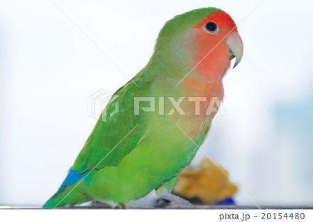 コザクラインコ 20154480