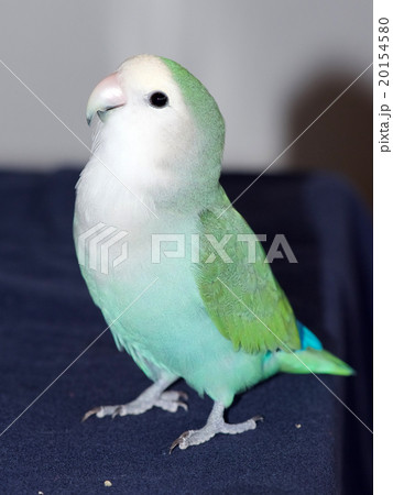 コザクラインコ 20154580